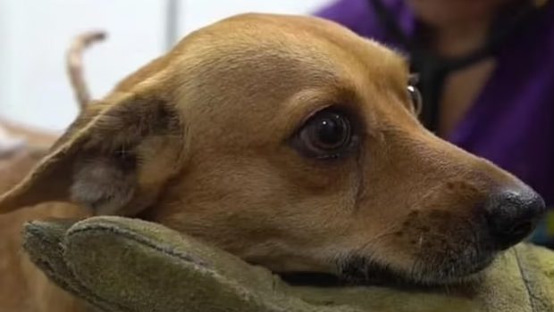Κολομβία: Έδεσε τον σκύλο της γειτόνισσας σε κολόνα γιατί έκανε την ανάγκη του στον κήπο του