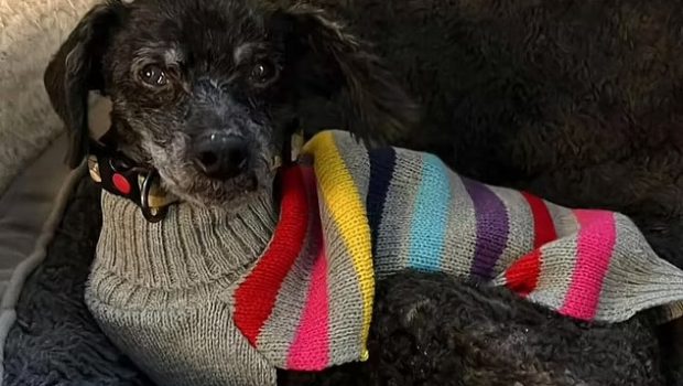 Ουαλία: Βρέθηκε νεκρή μετά από μέρες - Δίπλα της ζωντανό το πιστό σκυλί της