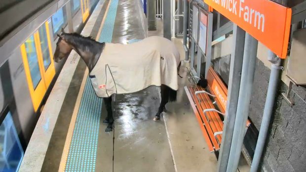 Αυστραλία: Άλογο μπήκε σε σιδηροδρομικό σταθμό και... περίμενε το τρένο