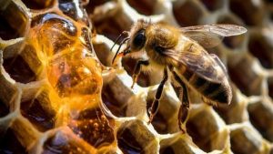 Καρολίνα: Κοριτσάκι φοβόταν τα «τέρατα» στο δωμάτιό της – Χιλιάδες μέλισσες συζούσαν μαζί της (βίντεο)