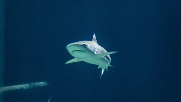 Έριξε σταγόνες αίματος στον ωκεανό για να δει την αντίδραση των καρχαριών - Το αποτέλεσμα τον σόκαρε