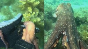 Αυστραλία: Χταπόδι οδηγεί δύτρια σε ένα κρυμμένο μυστικό στον βυθό της θάλασσας
