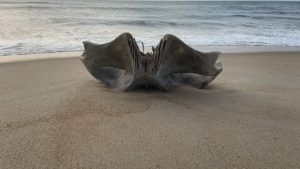 ΗΠΑ: Κρανίο που ανήκει σε πλάσμα βάρους 40 τόνων ξεβράστηκε σε παραλία