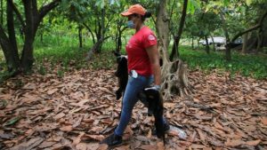 Μεξικό: Ιστορικός καύσωνας σκοτώνει τους πιθήκους - «Έπεφταν από τα δέντρα σαν τα μήλα»