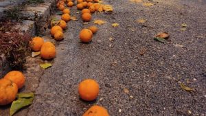 Το κόλπο των ληστών με τα πορτοκάλια
