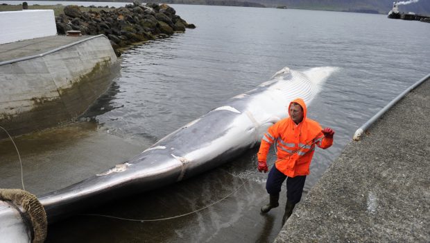 Ισλανδία: Εξέδωσε άδεια θήρευσης στην τελευταία εταιρεία φαλαινοθήρων για 128 φάλαινες