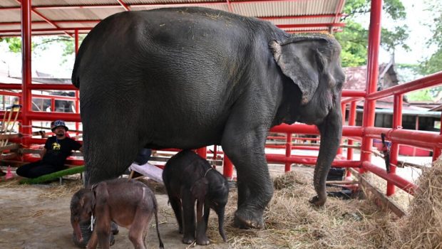 Ταϊλάνδη: Σπάνια γέννηση διδύμων ελεφάντων - Η μητέρα επιτέθηκε στο ένα εξαιτίας του σοκ