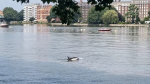 Αγγλία: Δελφίνι εντοπίστηκε να κολυμπά στον Τάμεση